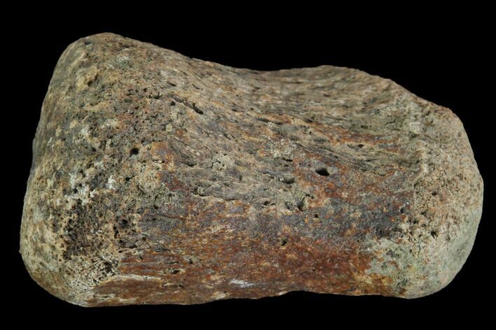 Hadrosaur Finger Bone - Alberta (Disposition #-) #95167